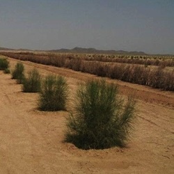 مساحت پدیده‌های بیابانی**6590000 **هکتار