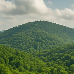 مساحت اراضی جنگلی **1012336**هکتار