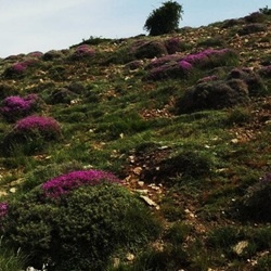 مساحت اراضی مرتعی**6200000**هکتار