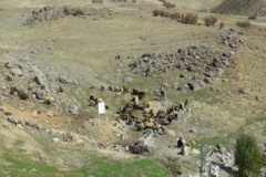 عکس‌های مرتع