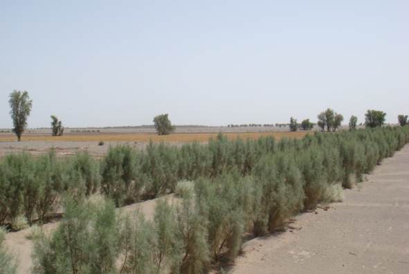 عکس بیابان 