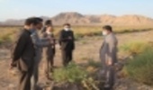 بازدید مدیر کل از طرح  توسعه زراعت چوب شهرستان کرمان 