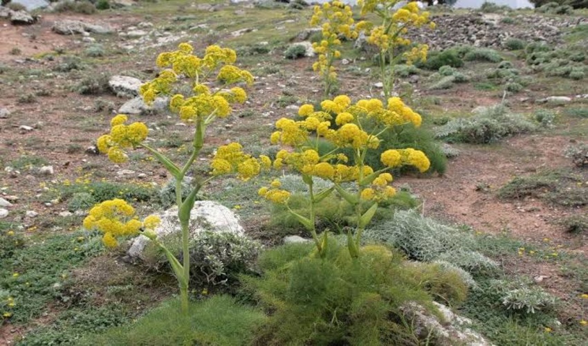 ضربه یگان حفاظت منابع طبیعی رفسنجان به شبکه قاچاق گیاهان دارویی/ دستگیری سودجویان شیره «آنغوزه»