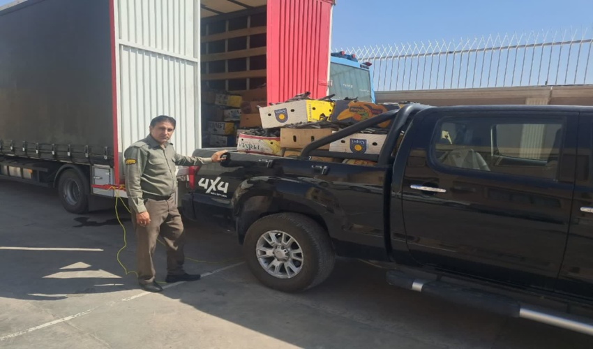 حراج امنیت زیستی کرمان؛ قاچاق تاغ سد دفاعی کویر را شکست