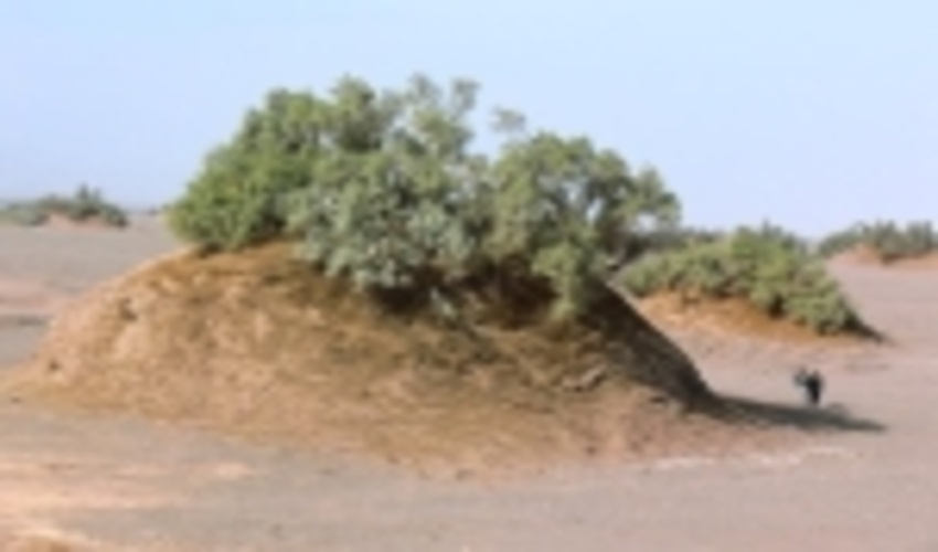 زیبایی های ایران پایانی ندارد / نبکاها در کویر لوت شگفتی می آفرینند