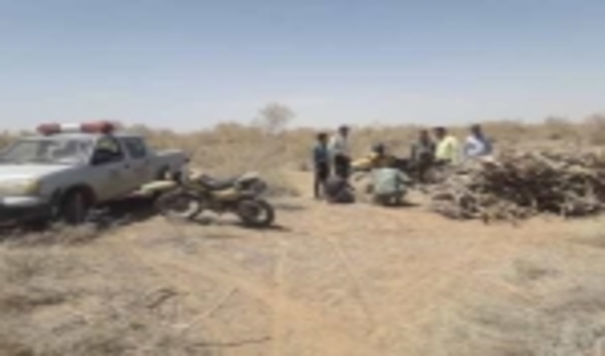 دستگیری  متخلفان  و قطع کنندگان درختان تاغ در تاغزارهای حومه شهر کرمان 