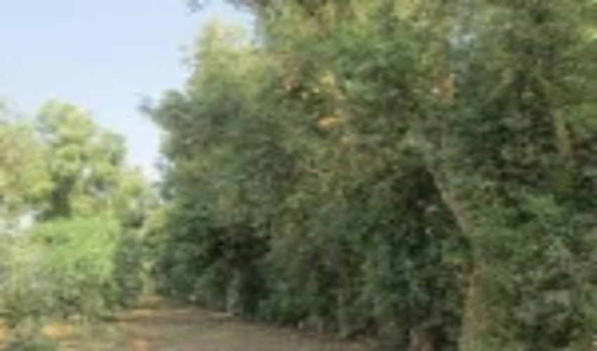 طرح ملی توسعه زراعت چوب، راهکاری  به منظور تامین چوب مورد نیاز کشور