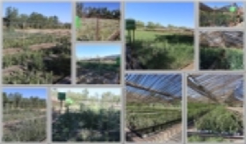 نهالستان بم  یک ظرفیت بالقوه جهت سرمایه گذاری بخش خصوصی