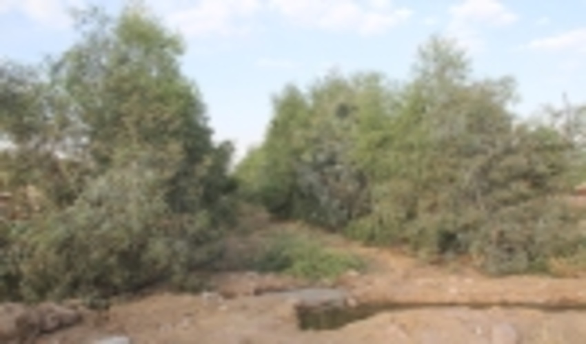 زراعت چوب راهکاری علمی و عملی برای حفاظت از عرصه های جنگلی می باشد