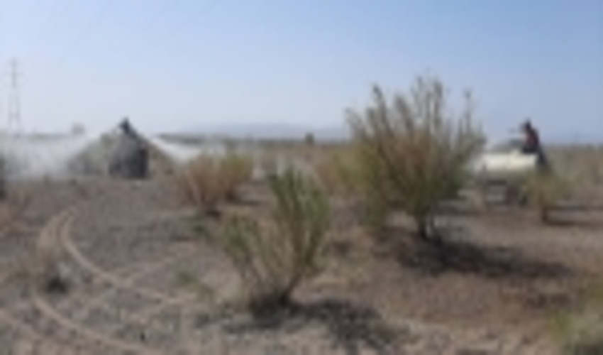 مبارزه با آفت ملخ های کوهان دار در تاغ زارهای رفسنجان