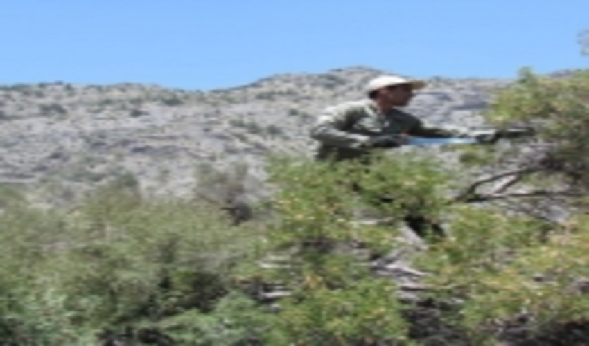 اجرای عملیات گیاه پزشکی در سطح 10461 هکتار از جنگل های استان