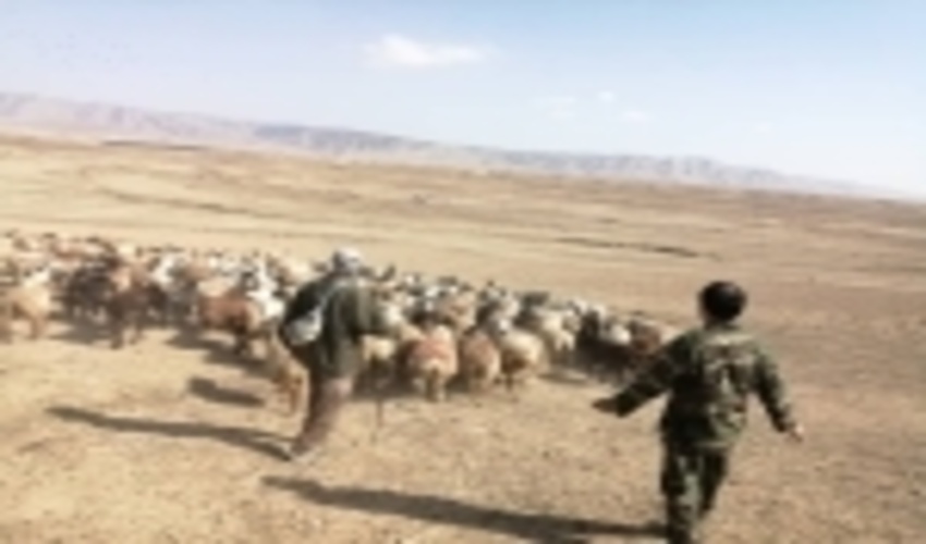 خارج شدن هزار رأس دام غیر مجاز از مراتع ییلاقی شهرستان بردسیر