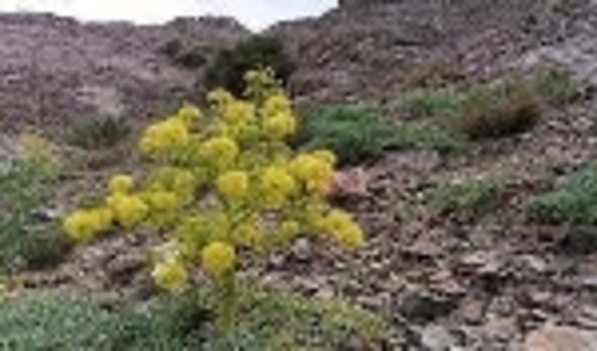 توقیف 400کیلوگرم شیره آنغوزه در شهرستان زرند