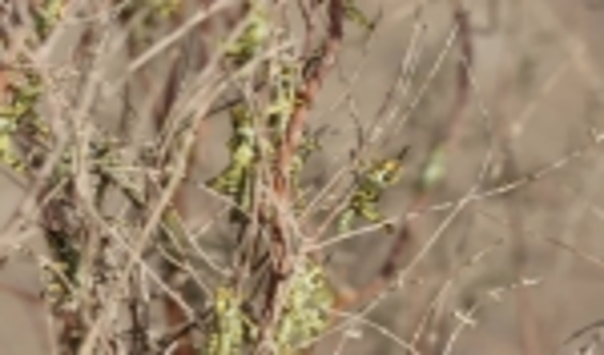 مبارزه با ملخ کوهان دار در تاغ زارهای شهرستان زرند