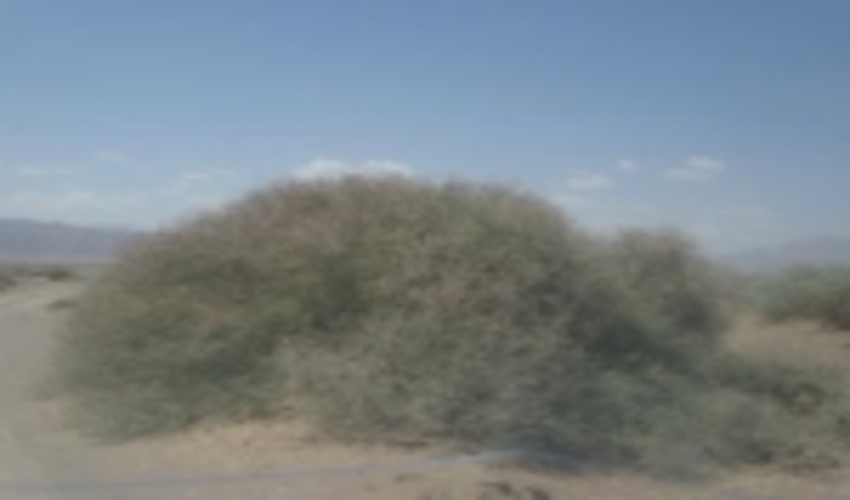 بازدید از تاغ زارهای نگار  شهرستان بردسیر 