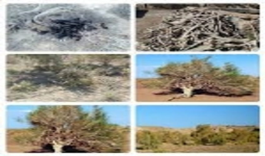 متخلف قطع درختان تاغ  30 میلیارد ریال جریمه شد