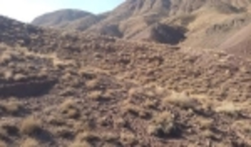 اجرای عملیات احیای جنگل در بخشهایی از  منطقه دارسینوئیه شهرستان کرمان