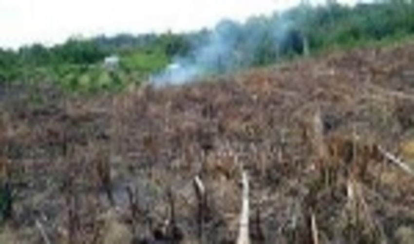 رهبران جهان به "پایان جنگل زدایی تا ۲۰۳۰" متعهد شدند