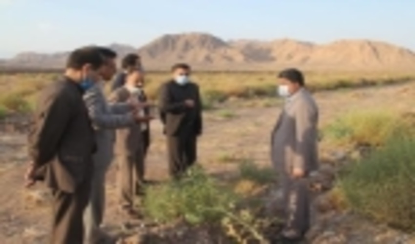 بازدید مدیر کل از طرح  توسعه زراعت چوب شهرستان کرمان 