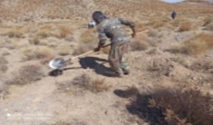 پایان پروژه جنگلکاری در حوضه آبخیز بیدخوان شهرستان بردسیر