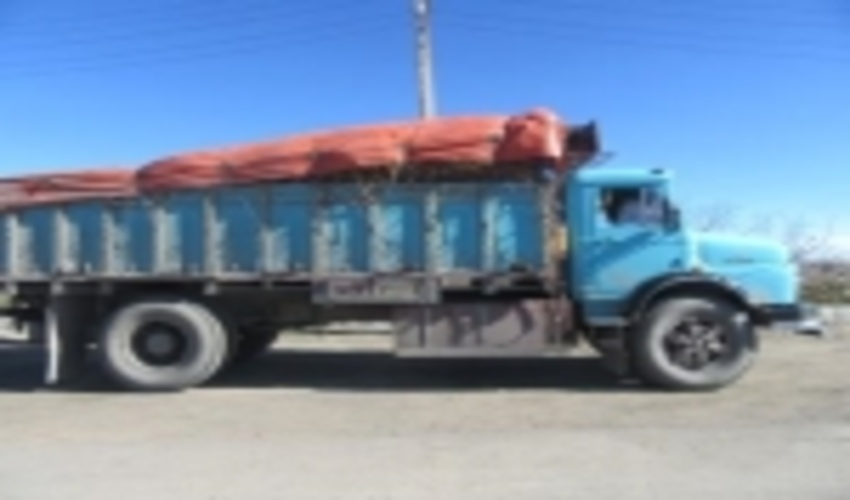  برداشت ریشه گیاه دارویی  شیرین بیان از مستثنیات قانونی شهرستان رابر 