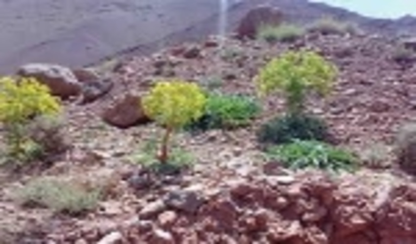 جلوگیری از فعالیت  بهره برداران غیر مجاز آنغوزه در راور