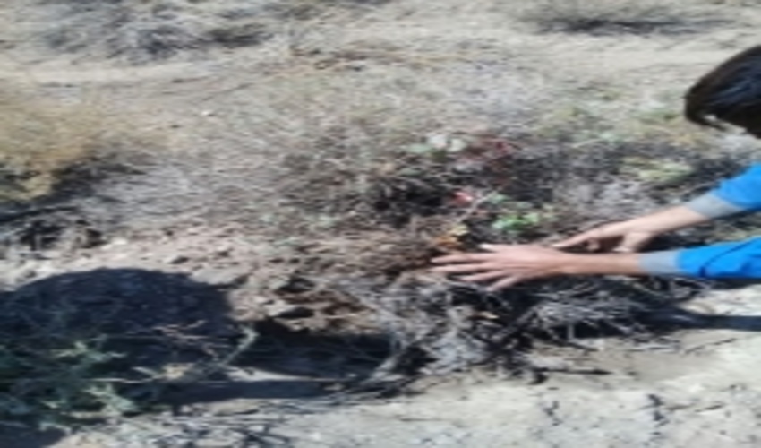 احیاء مراتع با مشارکت شرکت های معدنی شهرستان بردسیر 