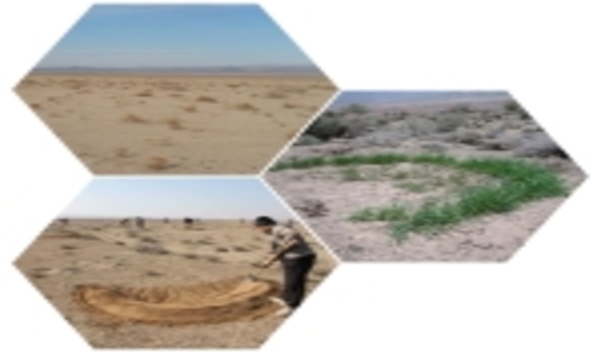 تعادل دام در مراتع" کلید کاهش فشار بر عرصه‌های مرتعی"