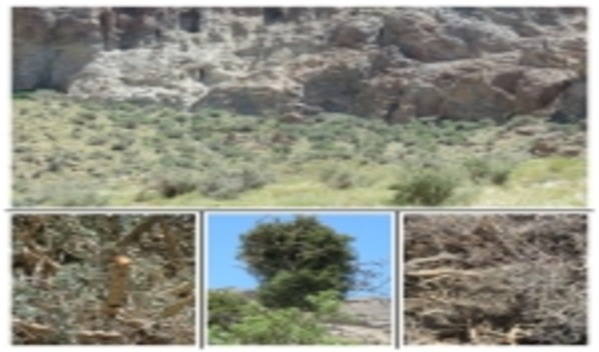 مبارزه با آفت لورانتوس در عرصه های جنگلی شهرستان رفسنجان