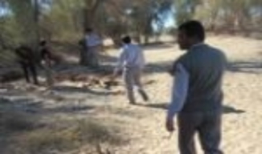 دستگیری قطع کنندگان غیرمجاز ریشه درختان کهور (سیاه دال) در شهرستان فهرج