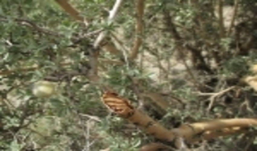 اجرای طرح مبارزه با آفت لورانتوس در سطح 200 هکتار از جنگل های ارژن منطقه راویزشهرستان رفسنجان