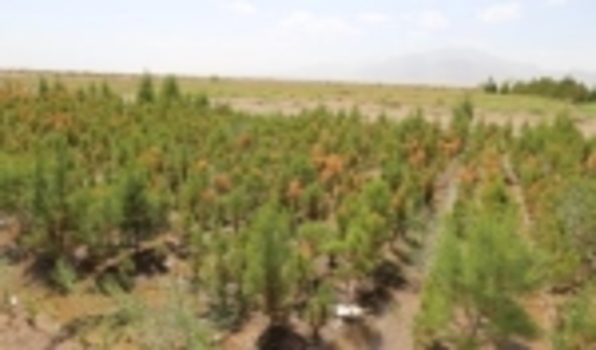 مرکز تحقیقات کشاورزی و منابع طبیعی متولی بررسی آفت درختان در پروژه کمربند سبز شهر کرمان