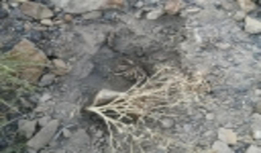 جلوگیری از بهره برداری غیر مجاز شیره آنغوزه در راویز رفسنجان 