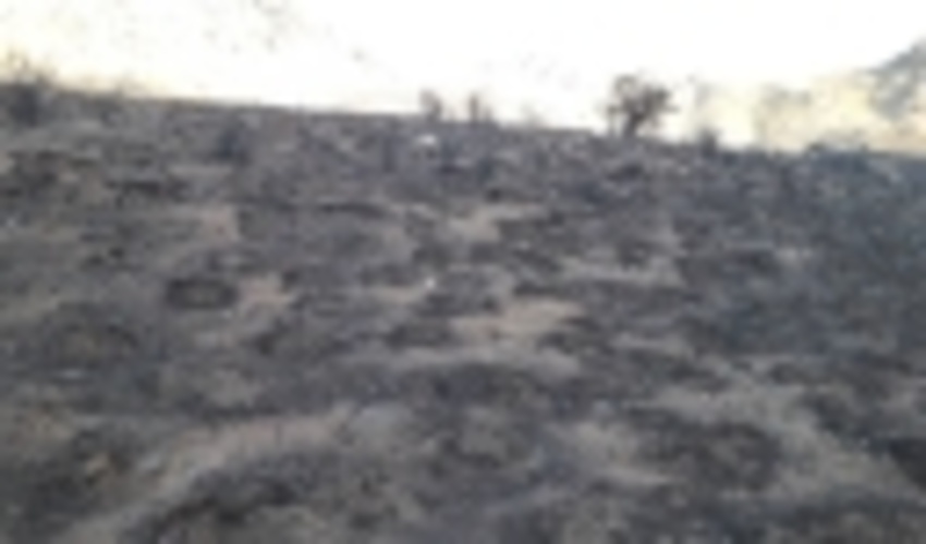 نابودی هشت هکتار از مراتع شهرستان رفسنجان بر اثر وقوع آتش سوزی 