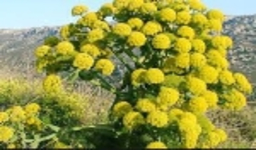 کشت نشاء آنغوزه تلخ در مراتع راور