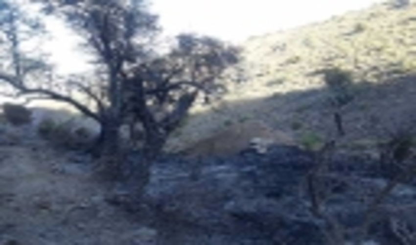 نابودی حدود یک هکتار از عرصه های مشجر منابع طبیعی کوهبنان در آتش سهل انگاری 