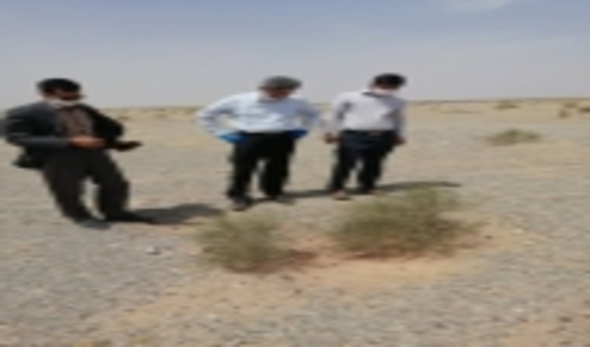 بازدید معاون برنامه ریزی و توسعه مدیریت از پروژه های جنگلکاری ریگان 