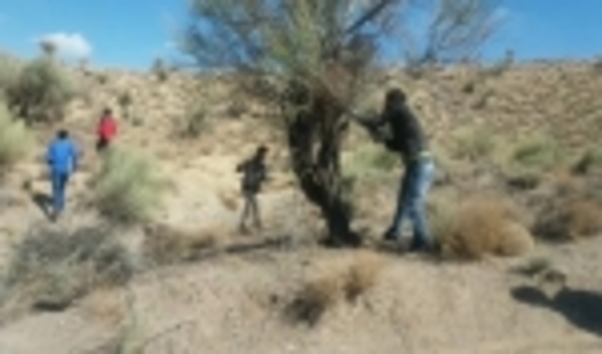 اجرای طرح مبارزه با آفت لورانتوس درجنگل های بادام کوهی  شهرستان سیرجان 