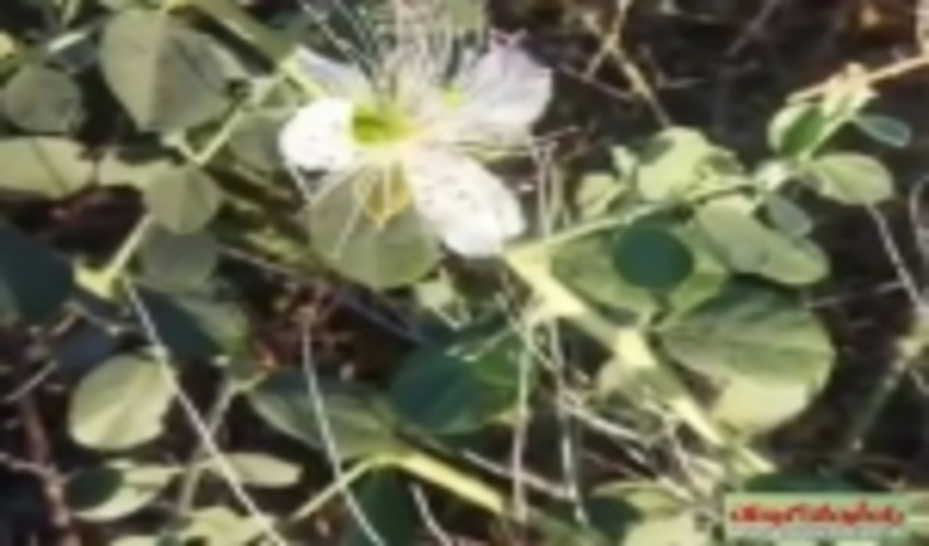 گیاه داروئی «دک» که برای دفع حملات آسمی و صرع است در شهرستان ارزوئیه