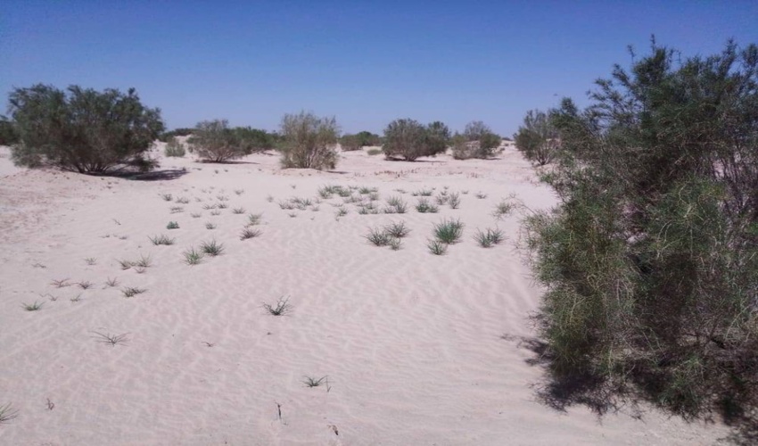 نهال کاری در اراضی بیابانی زرند