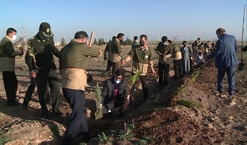 کاشت ۸۰ میلیون نهال در استان کرمان 