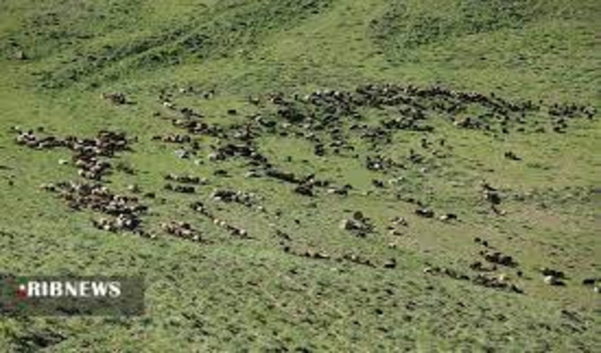 مهلت تمدید پروانه چرای دام تا اسفند ماه