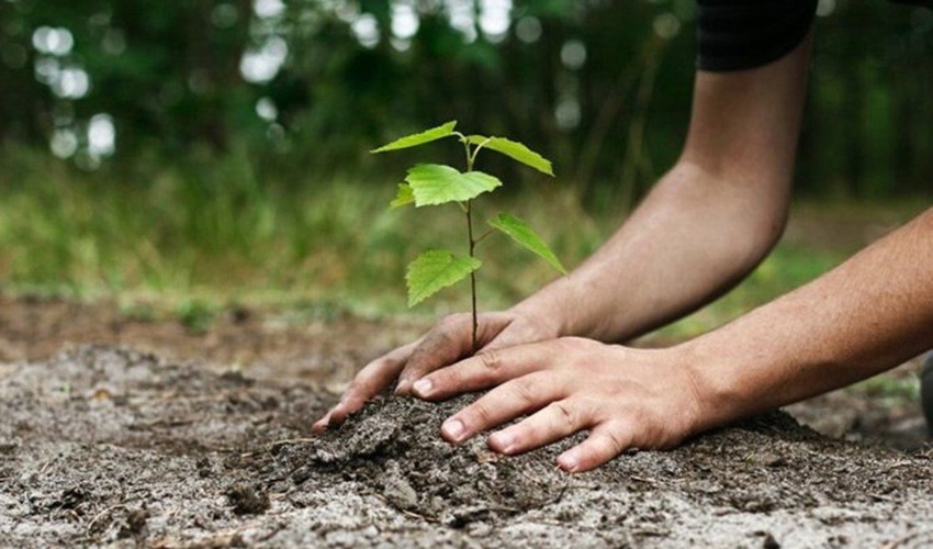 نیاز جاودانه برای استانی که نصف سرانه کشوری فضای سبز دارد