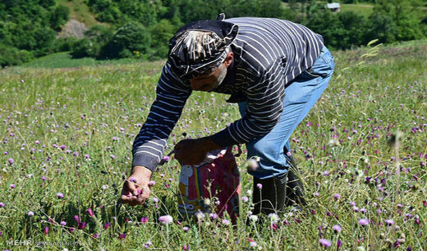 برداشت انبوه گیاهان دارویی تنها با اخذ مجوز از منابع طبیعی