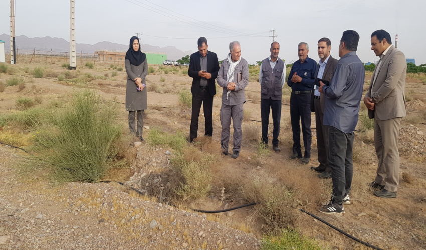 اقتصادی کردن و گره زدن طرح کاشت درخت با معیشت مردم در دستور کار است