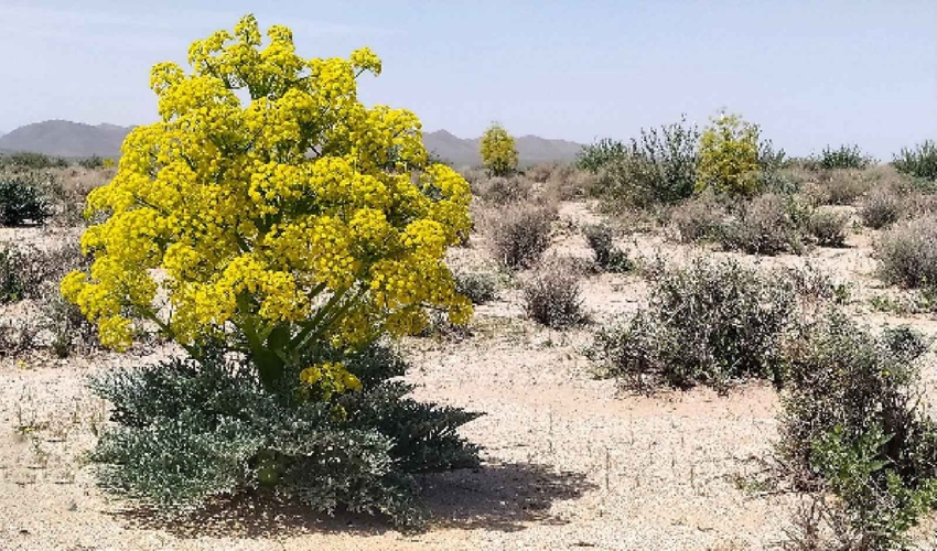 جلوگیری از بهره برداری غیر مجاز شیره انغوزه در راویز