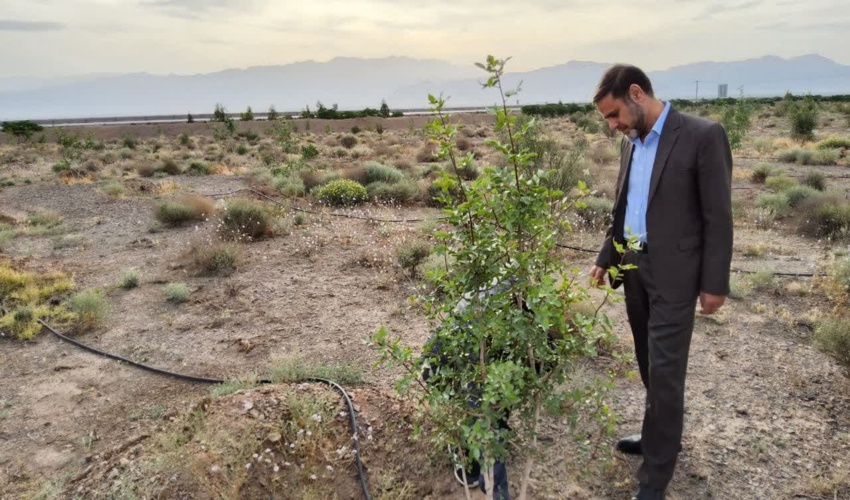 اجرای طرح مردمی کاشت یک میلیارد نهال نیازمند عزم عمومی است