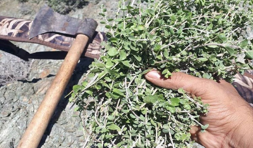 جلوگیری از برداشت غیرمجاز گیاه دارویی آویشن در منطقه دهسرد