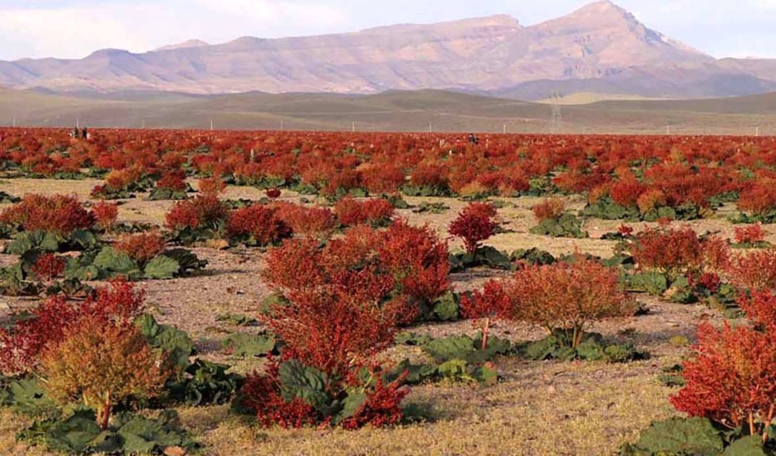 دشت ریواس نگین سرخ بهار در شهربابک