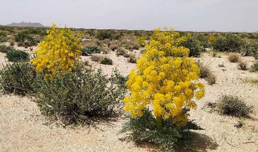 جلوگیری از برداشت غیرمجاز آنغوزه در راور